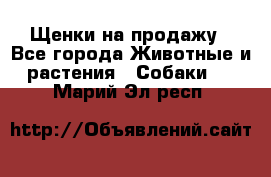 Щенки на продажу - Все города Животные и растения » Собаки   . Марий Эл респ.
